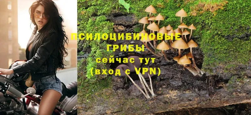 Галлюциногенные грибы Psilocybe  даркнет состав  Кстово  купить  